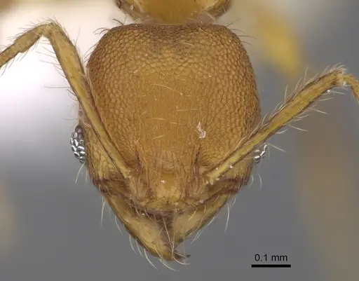 Pheidole brownampla specimen CASENT0646631 image casent0646631_2
