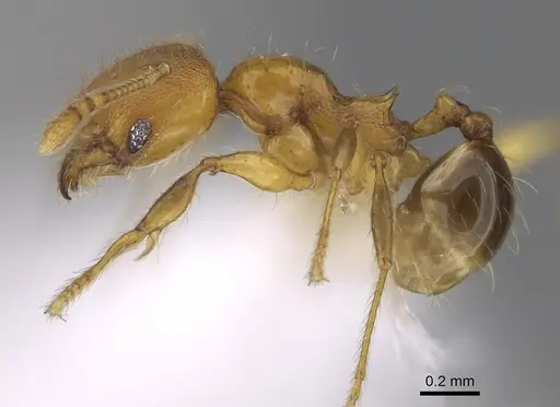 Pheidole brownampla specimen CASENT0646631 image casent0646631_3