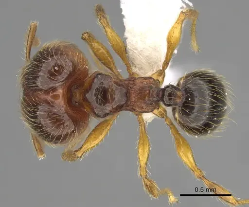 Pheidole brownampla specimen CASENT0646632 image casent0646632_1