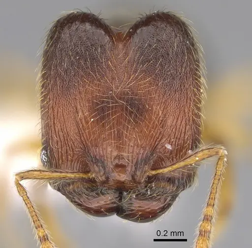 Pheidole brownampla specimen CASENT0646632 image casent0646632_2