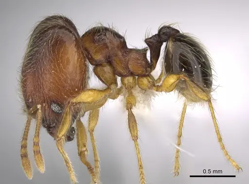 Pheidole brownampla specimen CASENT0646632 image casent0646632_3