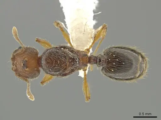 Pheidole brownampla specimen CASENT0646674 image casent0646674_1