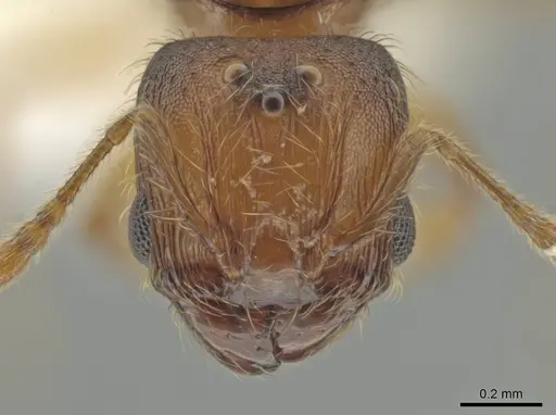 Pheidole brownampla specimen CASENT0646674 image casent0646674_2