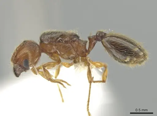 Pheidole brownampla specimen CASENT0646674 image casent0646674_3