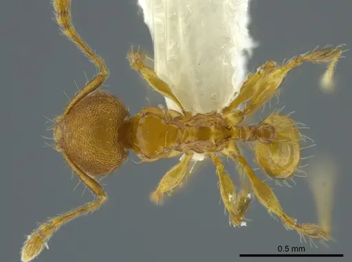 Pheidole browni specimen CASENT0624050 image casent0624050_1