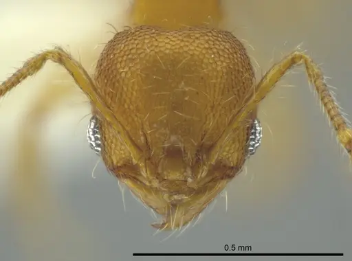 Pheidole browni specimen CASENT0624050 image casent0624050_2