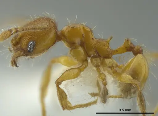 Pheidole browni specimen CASENT0624050 image casent0624050_3