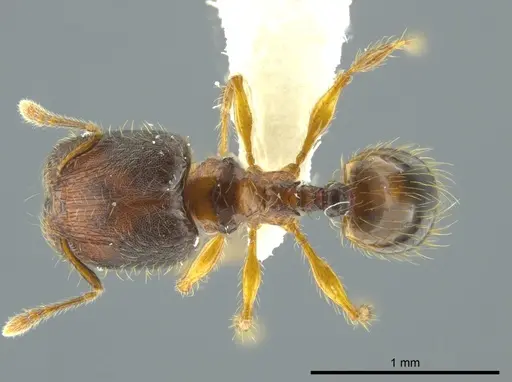 Pheidole browni specimen CASENT0624353 image casent0624353_1