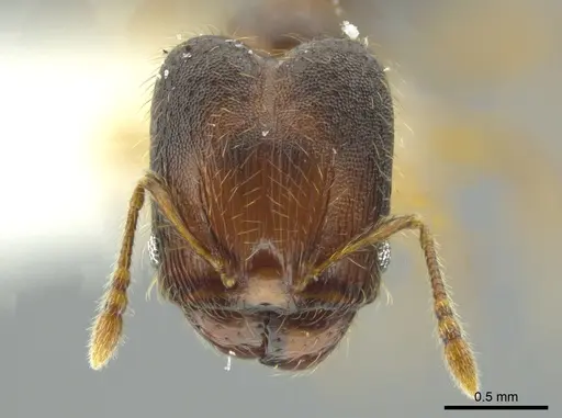 Pheidole browni specimen CASENT0624353 image casent0624353_2
