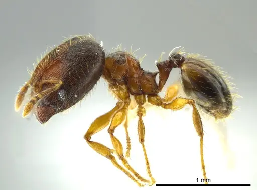 Pheidole browni specimen CASENT0624353 image casent0624353_3