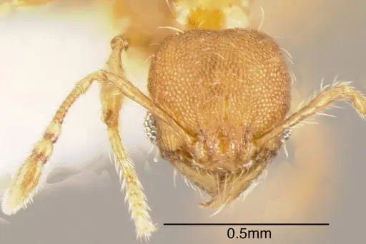 Pheidole browni specimen CASENT0635445 image casent0635445_1