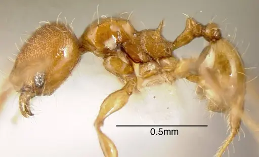 Pheidole browni specimen CASENT0635445 image casent0635445_2