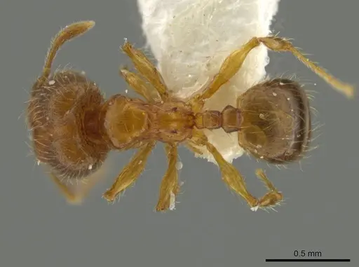 Pheidole browni specimen CASENT0644960 image casent0644960_1
