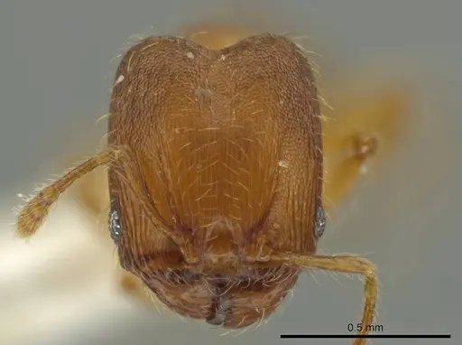 Pheidole browni specimen CASENT0644960 image casent0644960_2