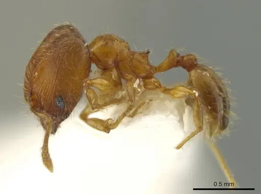 Pheidole browni specimen CASENT0644960 image casent0644960_3