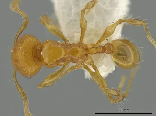 Pheidole browni specimen CASENT0644961 image casent0644961_1