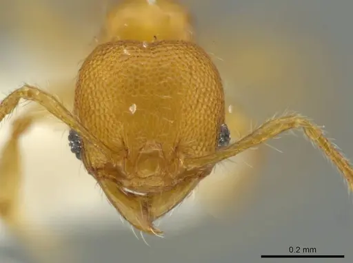 Pheidole browni specimen CASENT0644961 image casent0644961_2