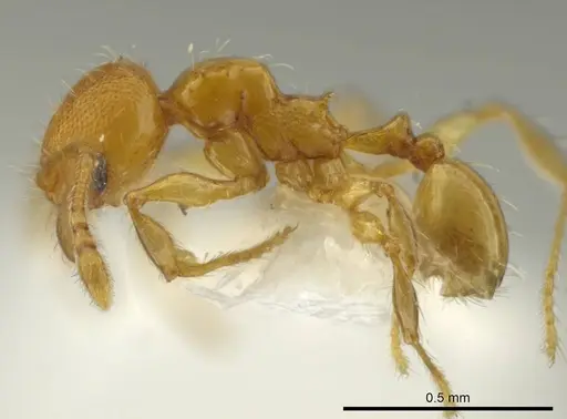 Pheidole browni specimen CASENT0644961 image casent0644961_3