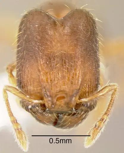 Pheidole browni specimen INBIOCRI001282121 image inbiocri001282121_1