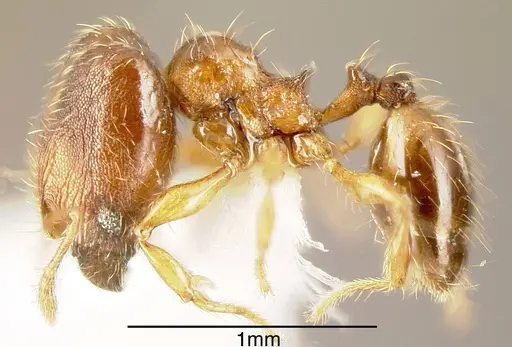 Pheidole browni specimen INBIOCRI001282121 image inbiocri001282121_2