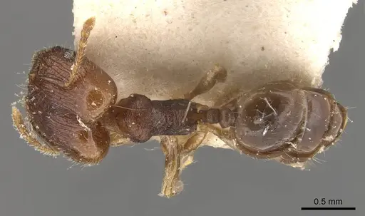 Pheidole bruchella specimen CASENT0908285 image casent0908285_1