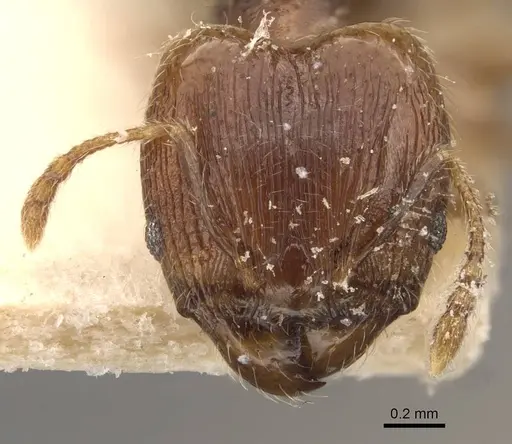 Pheidole bruchella specimen CASENT0908285 image casent0908285_2