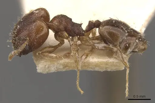 Pheidole bruchella specimen CASENT0908285 image casent0908285_3