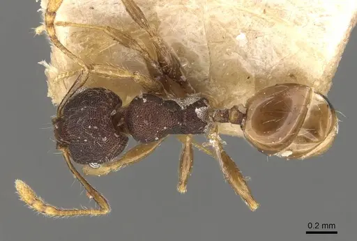 Pheidole bruchella specimen CASENT0908286 image casent0908286_1