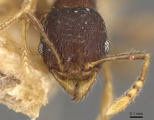 Pheidole bruchella specimen CASENT0908286 image casent0908286_2