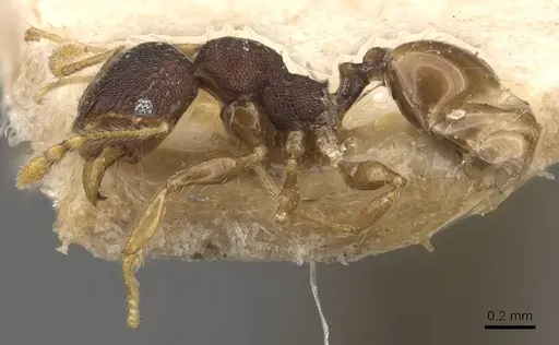 Pheidole bruchella specimen CASENT0908286 image casent0908286_3