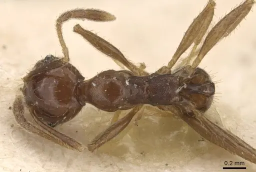 Pheidole bruchi specimen CASENT0908163 image casent0908163_1