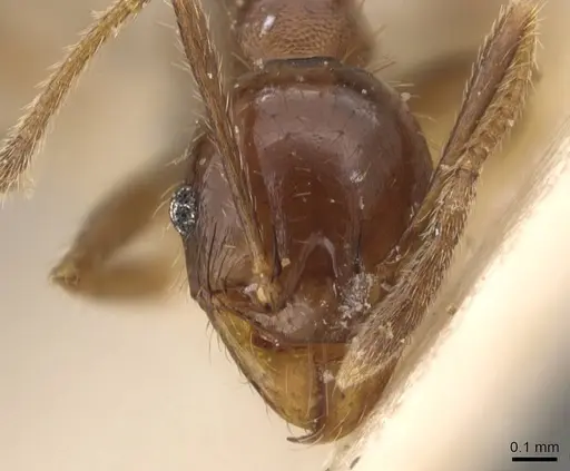 Pheidole bruchi specimen CASENT0908163 image casent0908163_2