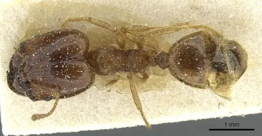 Pheidole brunnescens specimen CASENT0913282 image casent0913282_1
