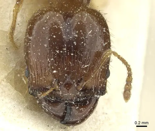 Pheidole brunnescens specimen CASENT0913282 image casent0913282_2