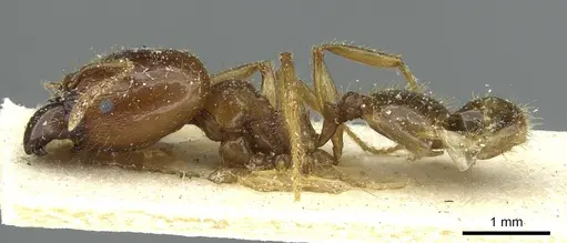 Pheidole brunnescens specimen CASENT0913282 image casent0913282_3