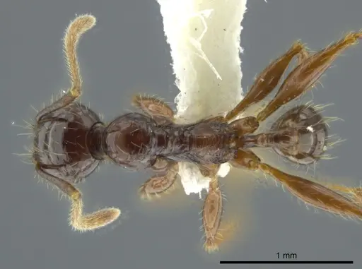 Pheidole bucculenta specimen CASENT0624235 image casent0624235_1