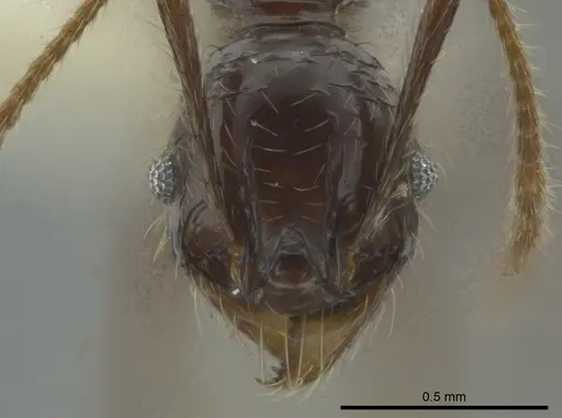 Pheidole bucculenta specimen CASENT0624235 image casent0624235_2