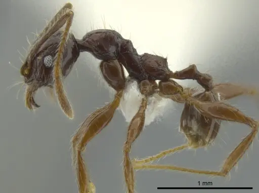 Pheidole bucculenta specimen CASENT0624235 image casent0624235_3