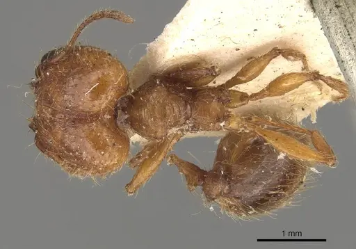 Pheidole bucculenta specimen CASENT0908176 image casent0908176_1