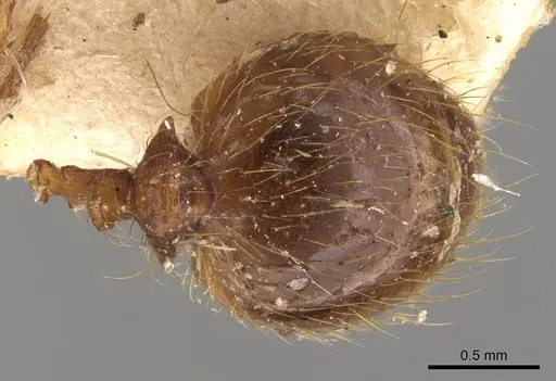 Pheidole bucculenta specimen CASENT0908176 image casent0908176_2
