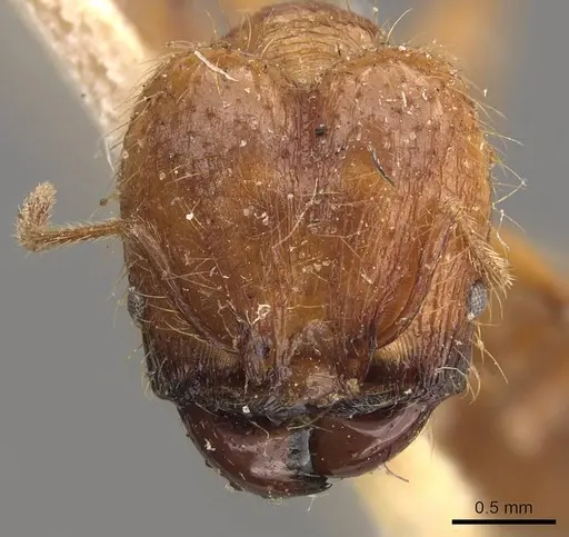 Pheidole bucculenta specimen CASENT0908176 image casent0908176_3