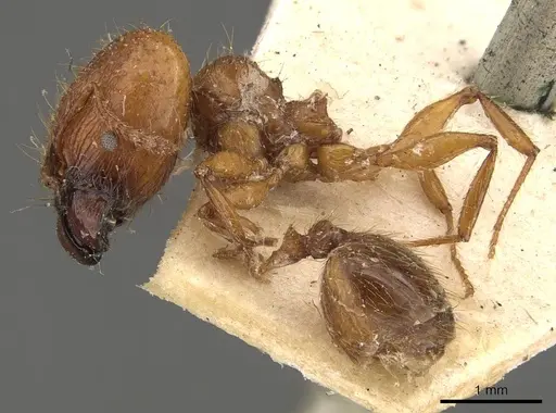 Pheidole bucculenta specimen CASENT0908176 image casent0908176_4