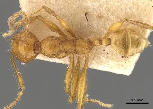 Pheidole bucculenta specimen CASENT0908177 image casent0908177_1