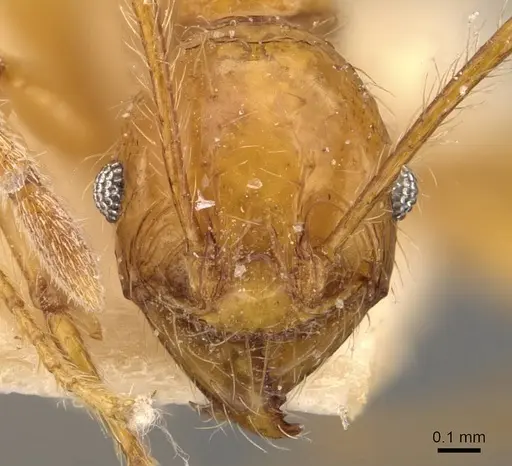 Pheidole bucculenta specimen CASENT0908177 image casent0908177_2