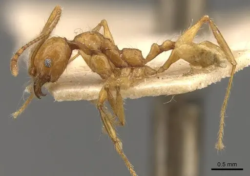 Pheidole bucculenta specimen CASENT0908177 image casent0908177_3