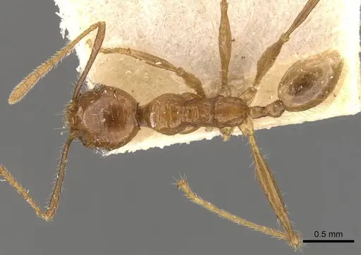 Pheidole bucculenta specimen CASENT0908178 image casent0908178_1