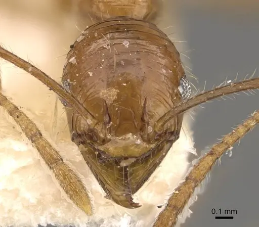 Pheidole bucculenta specimen CASENT0908178 image casent0908178_2