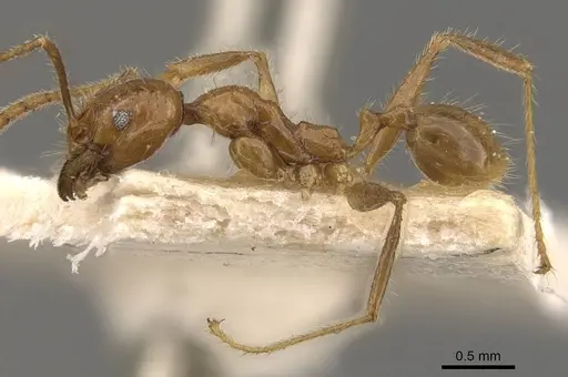 Pheidole bucculenta specimen CASENT0908178 image casent0908178_3