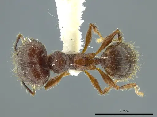 Pheidole bucculenta specimen JTLC000016331 image jtlc000016331_1