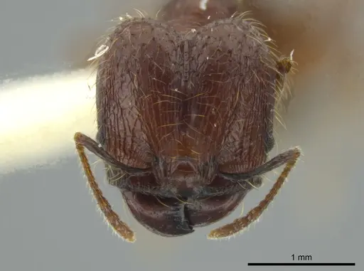 Pheidole bucculenta specimen JTLC000016331 image jtlc000016331_2